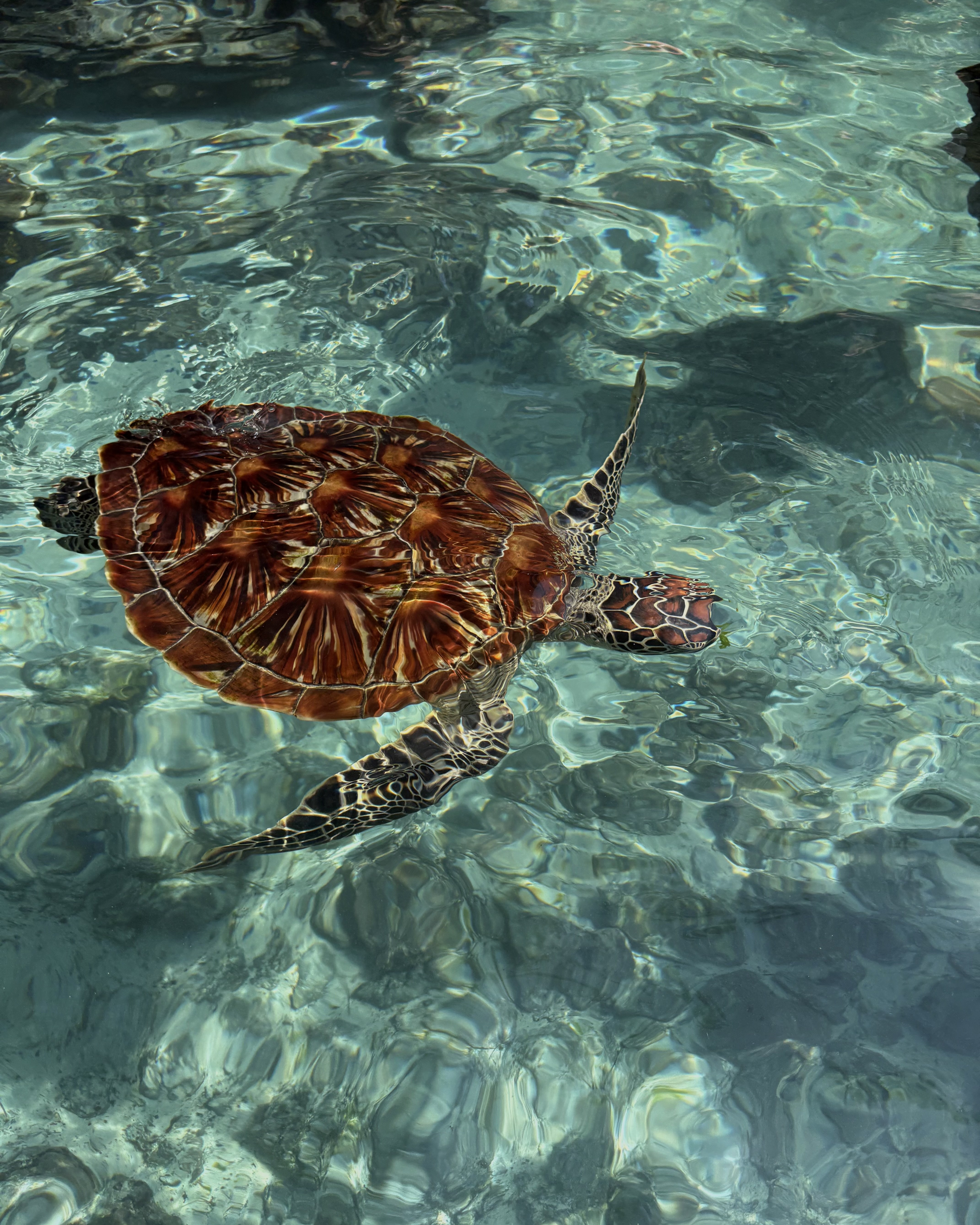 Vrijwilligerswerk met schildpadden Bouworde
