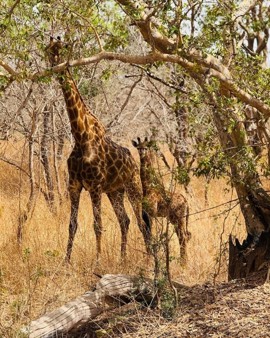 Bouworde Vrijwilligerswerk Met Je Klas Maricolen In Gambia (6)