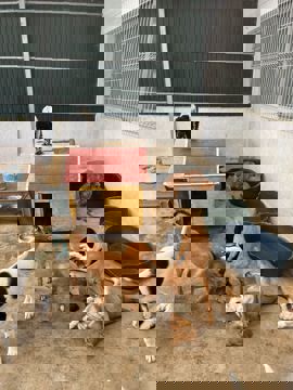 vrijwilligerswerk met Bouworde in dierenasiel Portugal
