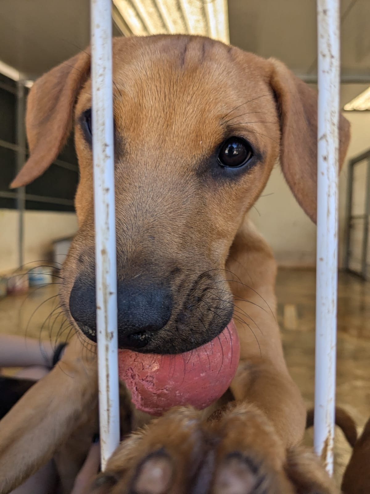vrijwilligerswerk met Bouworde in dierenasiel Portugal (1)